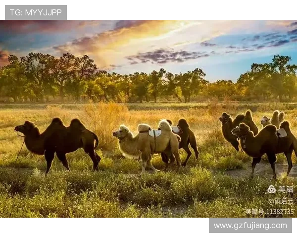 风舞狂沙卷起沙海秘事揭开乱世豪情与家国宿命传奇史诗